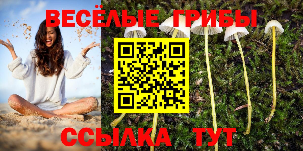 Галлюциногенные грибы Cubensis  Вход с VPN  Галлюциногенные грибы прущие грибы  Гусь-Хрустальный 